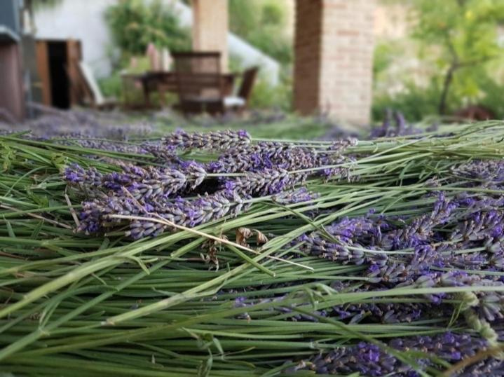 דירות Monteciccardo Ca'Rosei מראה חיצוני תמונה