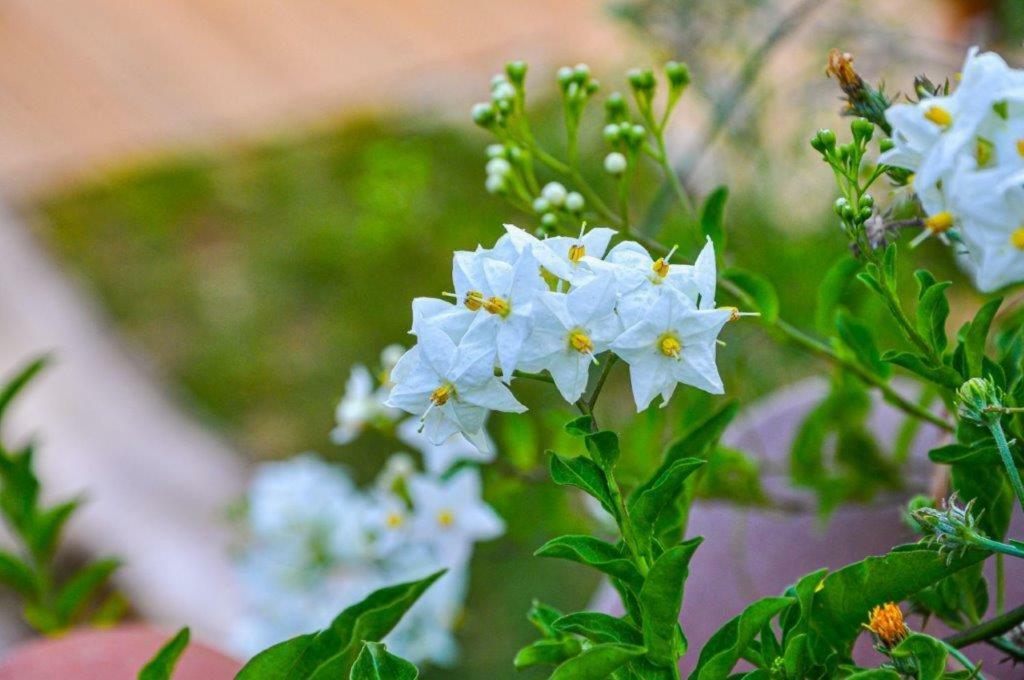 דירות Monteciccardo Ca'Rosei מראה חיצוני תמונה